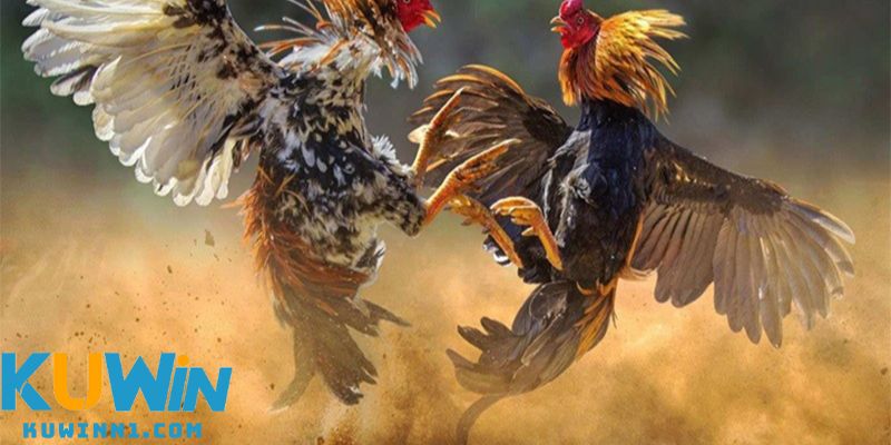 Game đá gà hấp dẫn tại KUWIN